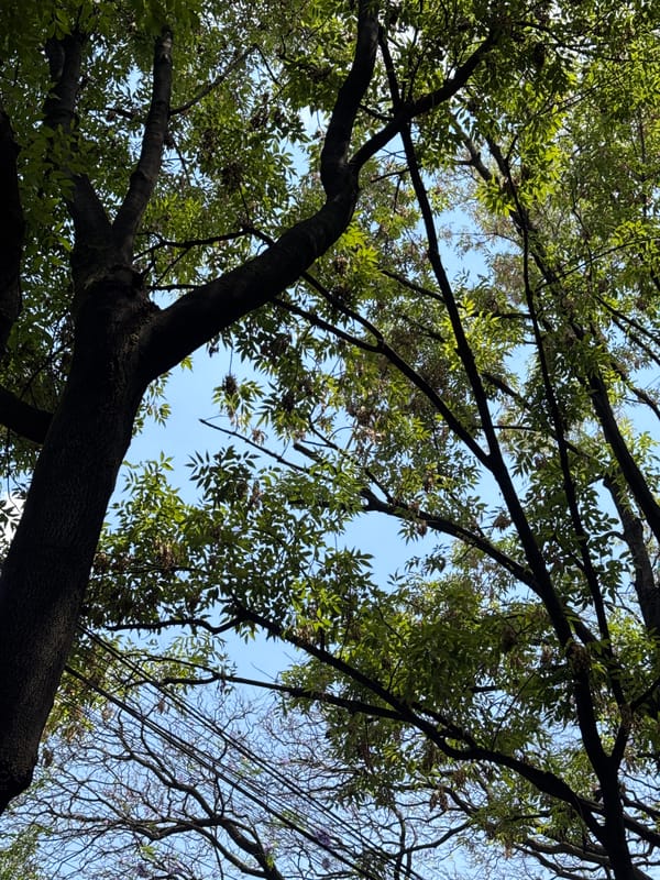Mexico City resident captures upward tree canopy view