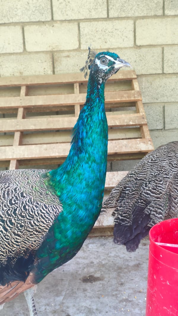 Up close with birds and small animals at a local zoo