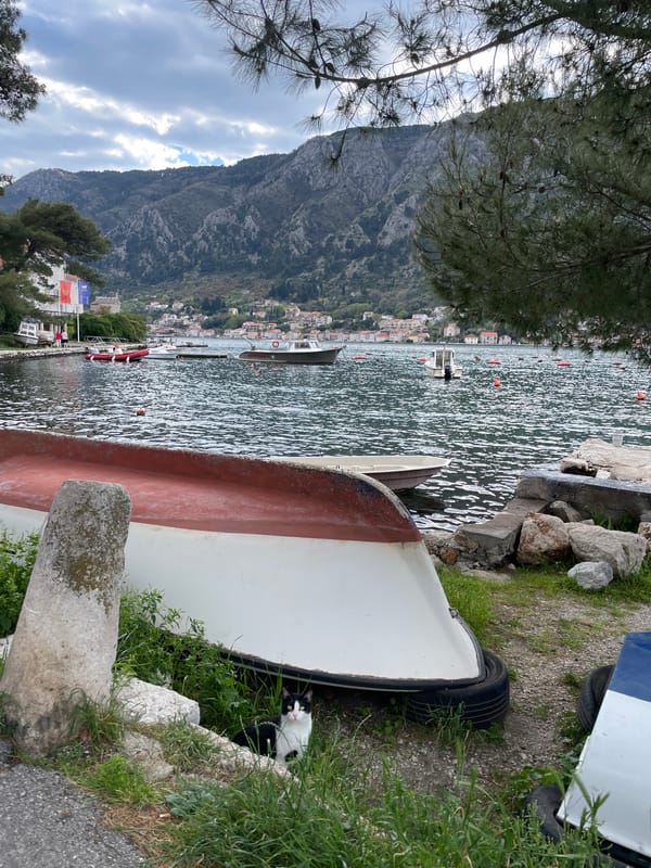 Cat spotted near beached boat in Dobrota waterfront
