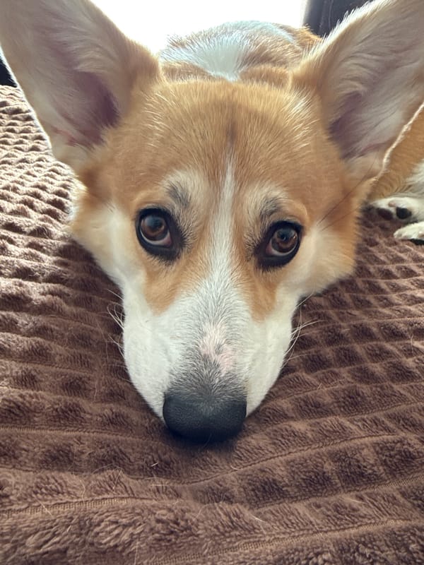 Late night memories captured in Borzya: corgi, winter portraits