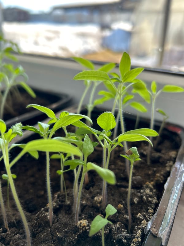 Russian gardener documents spring seedlings and home life