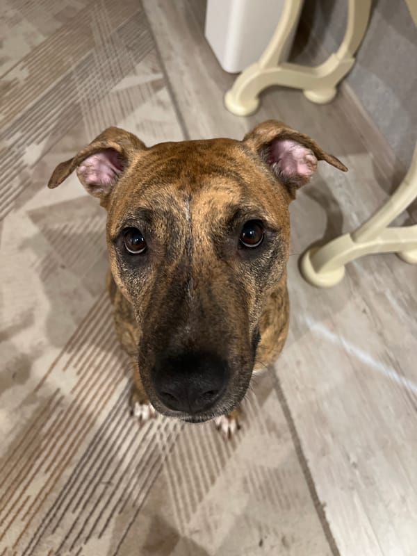 Brown brindle dog photographed indoors in Ufa, Russia