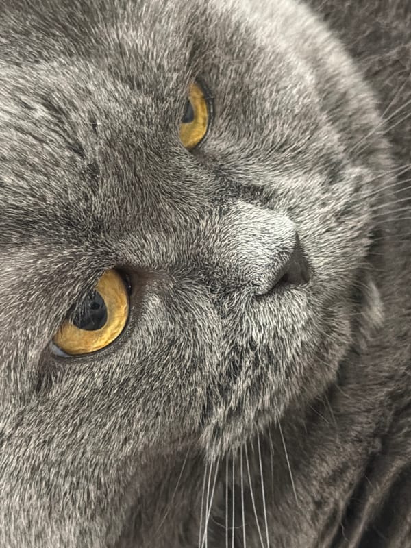 Grey British Shorthair cat photographed resting near Moscow