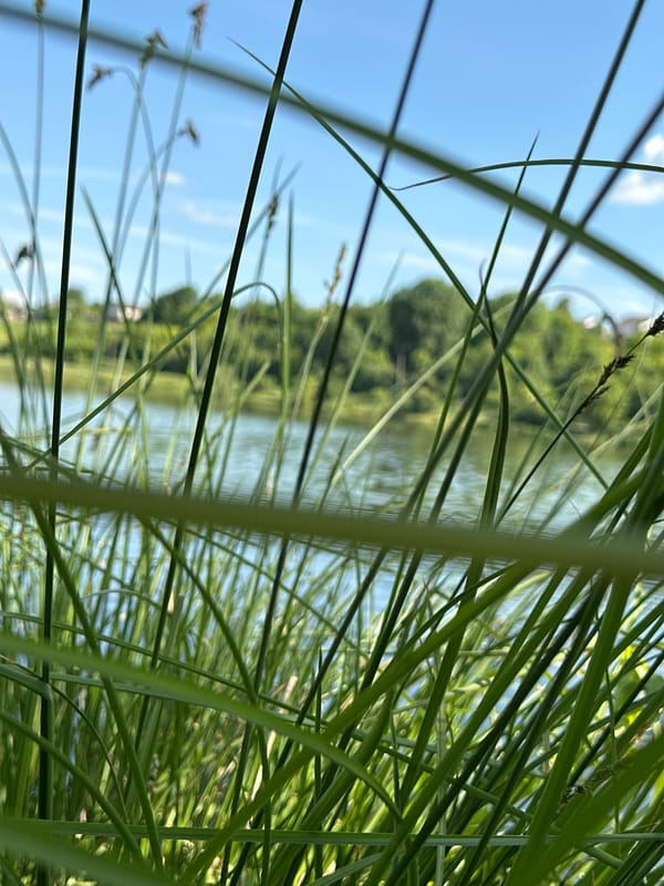 Sunny lakeside hangout in Makiv, Ukraine