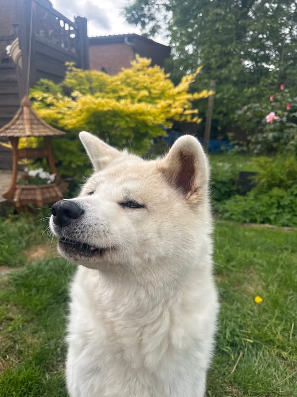Akita dog documented playing in residential garden in Wattrelos