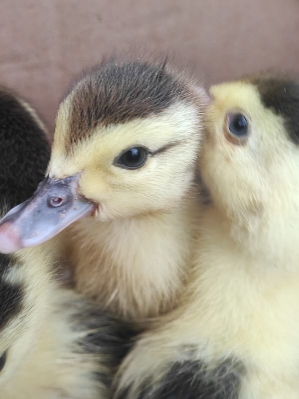 Nature observations captured in Indonesian village include ducklings, spider