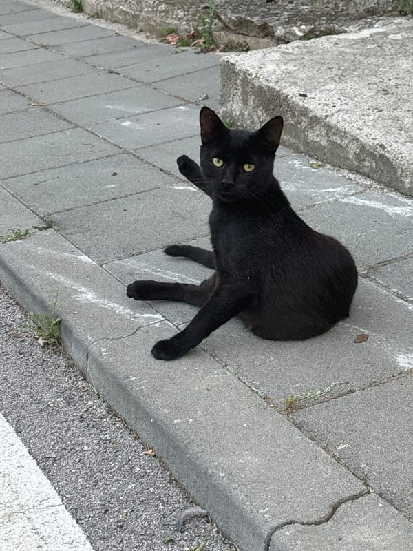 Black cat pauses on a sidewalk, one paw lifted