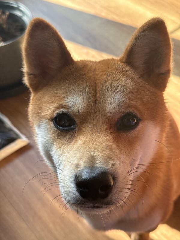 Pets photographed in quiet domestic moments in Carnikava, Latvia