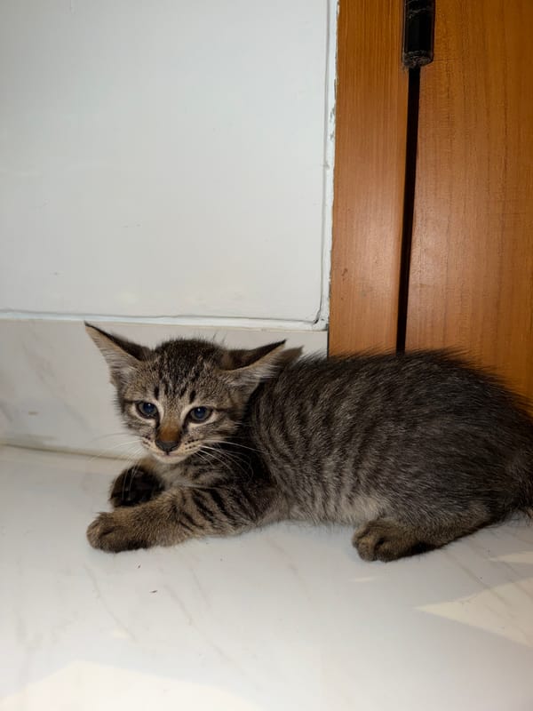 Domestic cats documented in North Kuta home setting