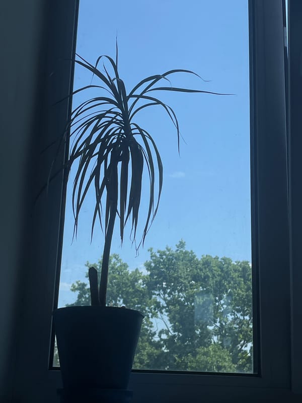 Morning window views and household details observed in Ternopil