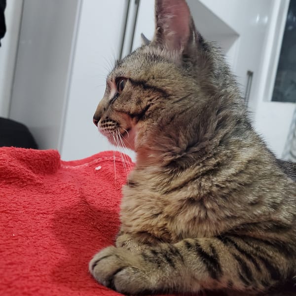 Tabby cat rests on red surface in Curitiba