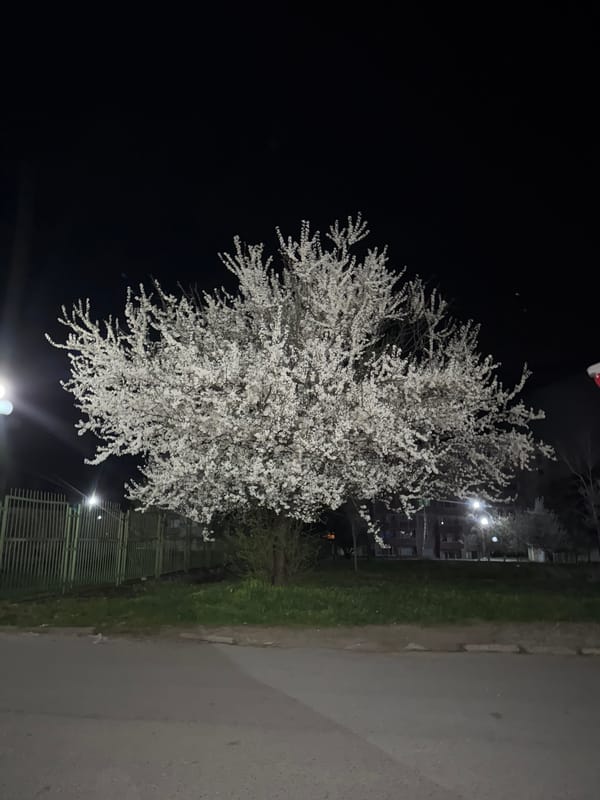 Nighttime blooms and dining observed in Berkovitsa, Bulgaria