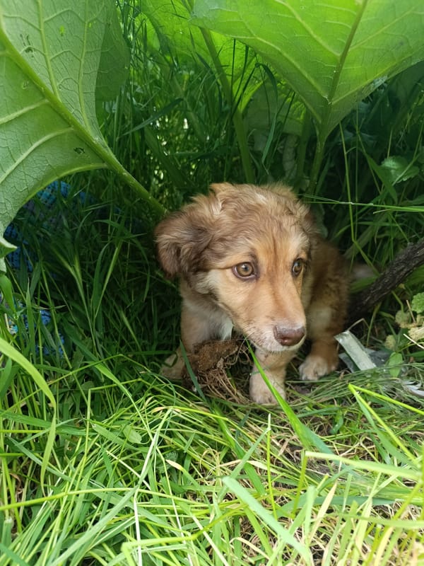 Puppy found resting in grass in Ukrainian village