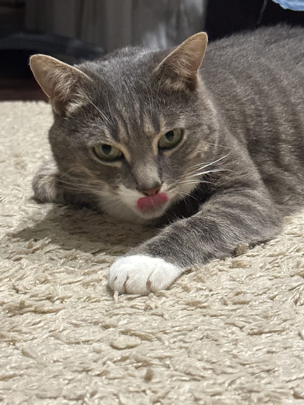 Gray tabby cat at home, skies shifting outside