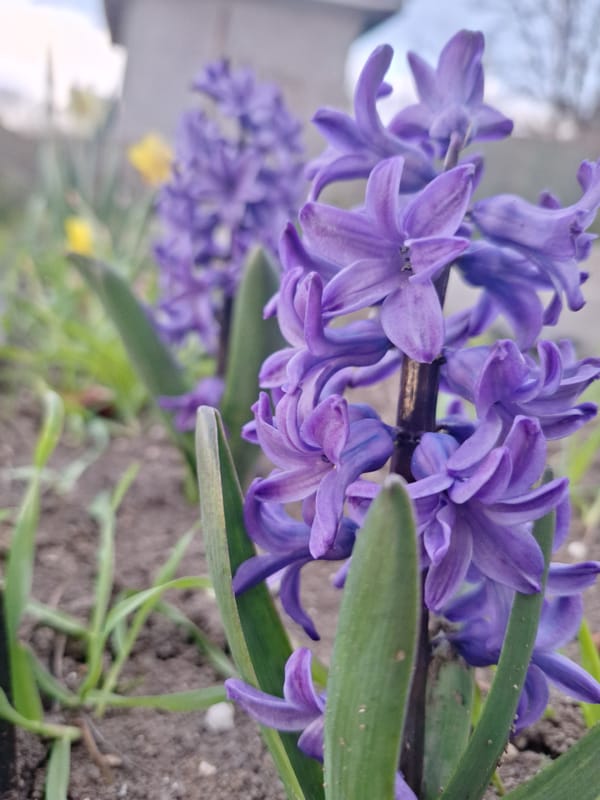 Spring garden scenes with dog and dramatic skies captured