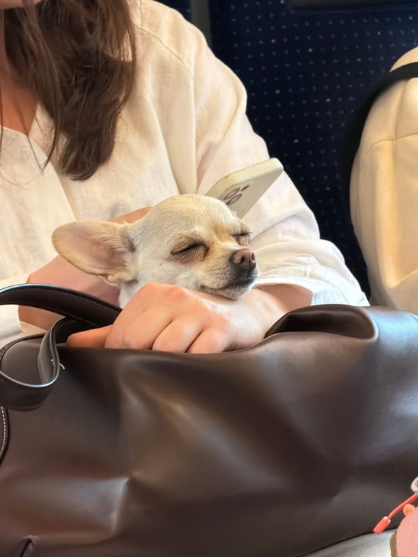 Woman travels with sleeping Chihuahua in handbag on Zurich train