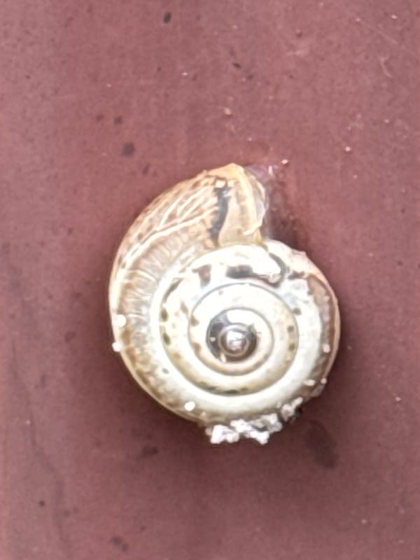 Backyard wildlife morning: slugs on the roof, cat on the sill