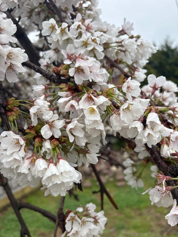 Spring blooms emerge on Tuapse streets amid overcast weather