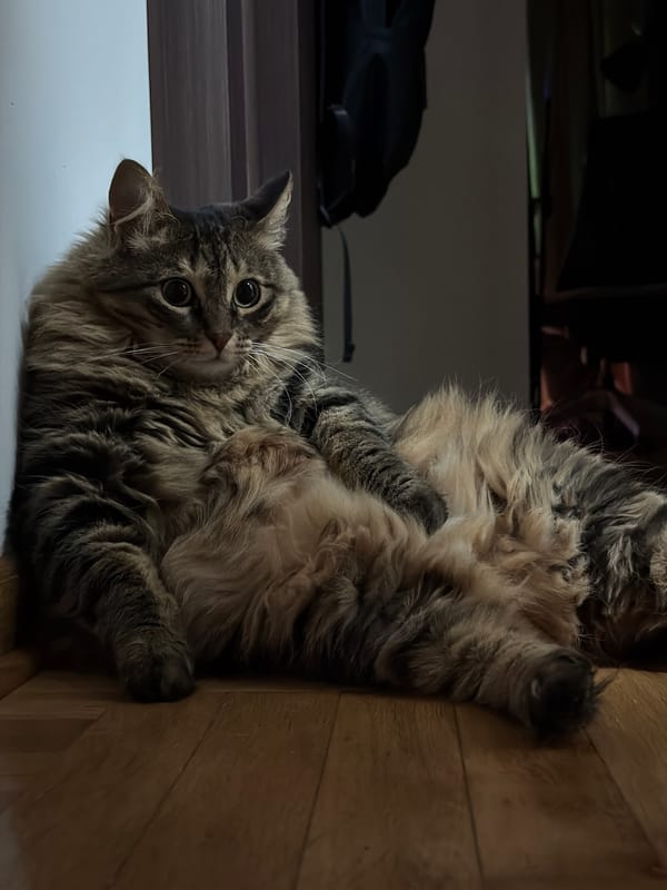 Tabby cat poses belly-up on wooden floor in Montenegro