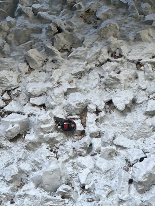 Spring flowers bloom across Macclesfield gardens and homes