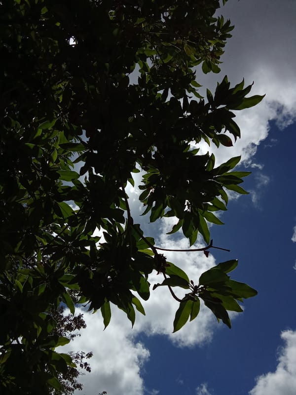Tree canopy photography session documented in Juan Griego, Venezuela