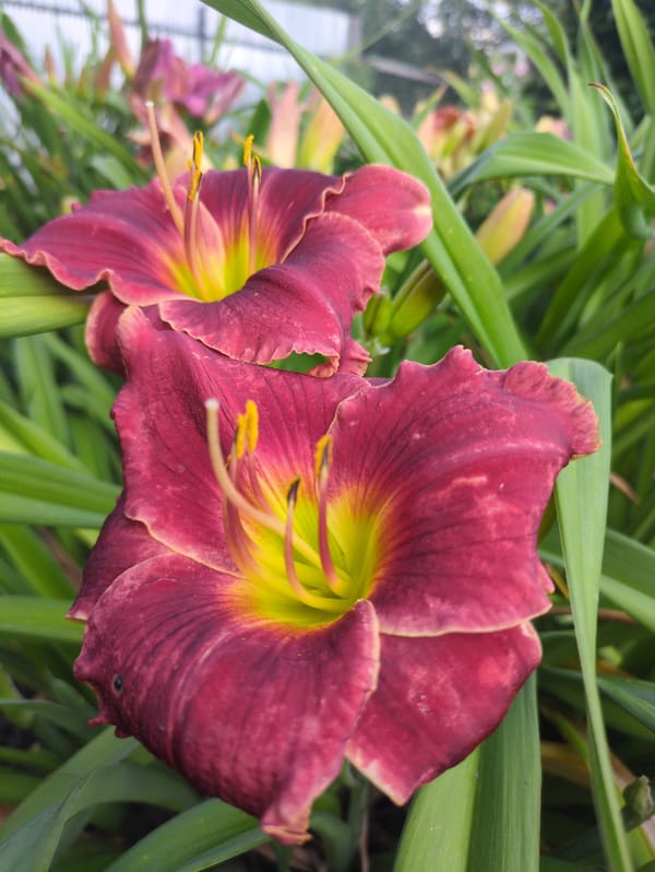 Summer garden flowers in close-up, Kulebaki