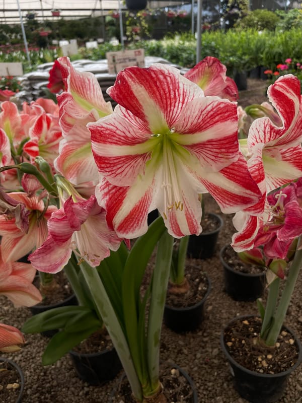 Visitor documents flowering plants at Atlixco nursery over 49 minutes