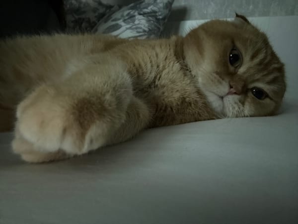 Scottish Fold cat lounging on a starry grey blanket at home