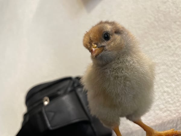 Baby chicks photographed in Bulgarian town morning session
