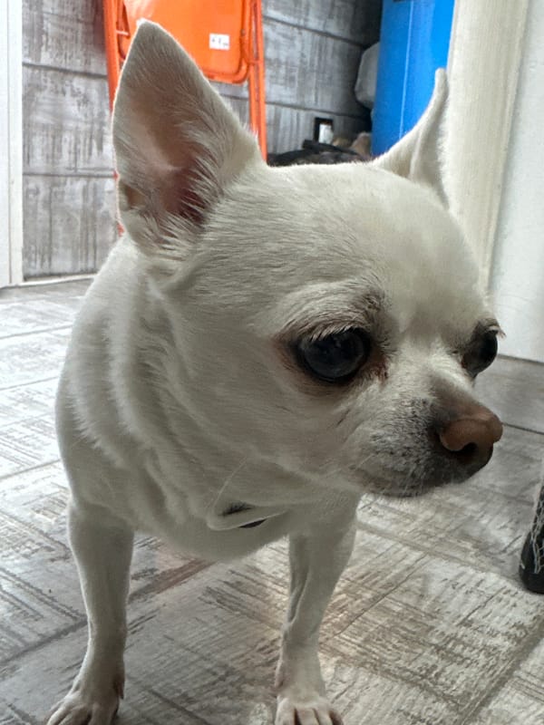 White Chihuahua photographed from multiple angles in Moscow apartment
