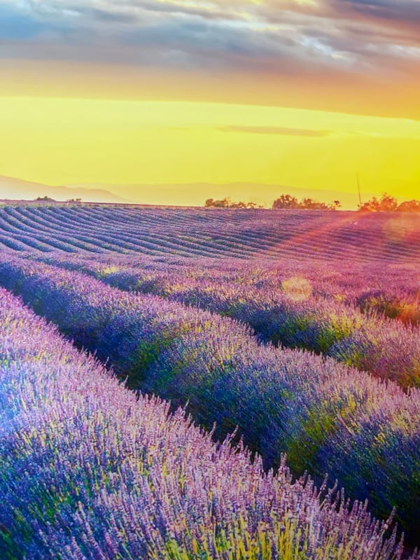 Lavender field at sunset near Odintsovo, with ruins and scattered indoor scenes
