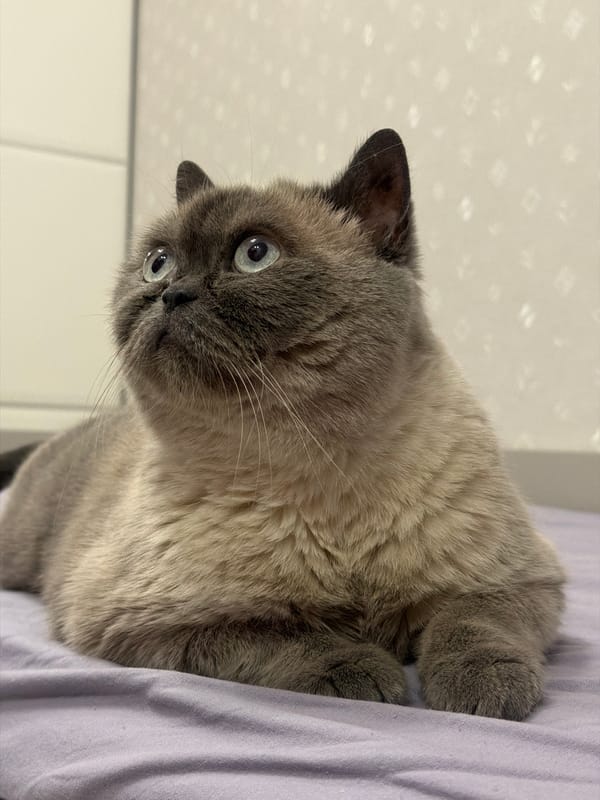 Cat rests on purple fabric in Rostov-on-Don
