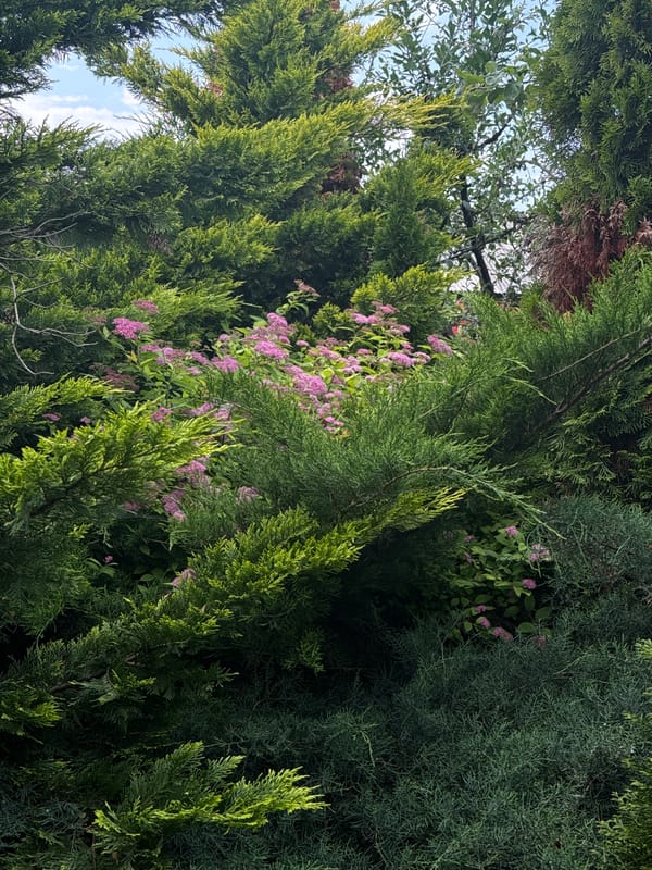 Close-up snapshots of plants, wood, a dog, and turtles outdoors