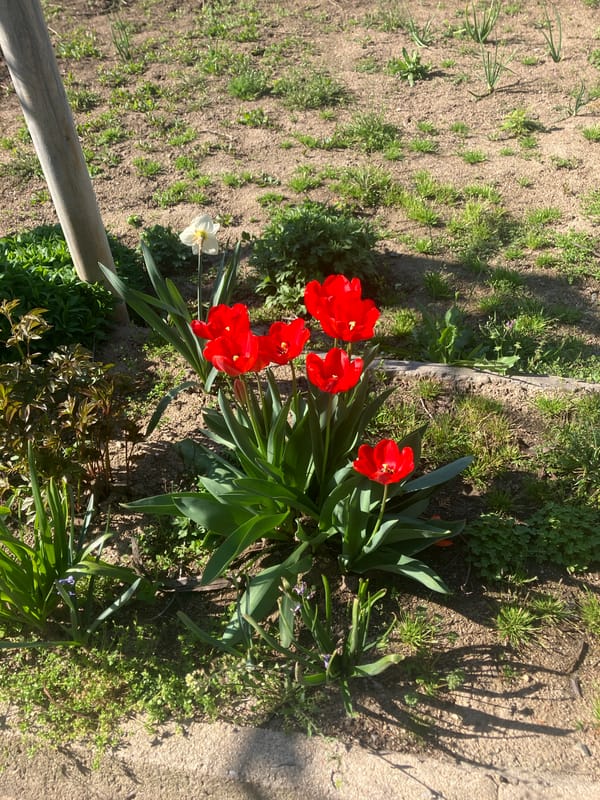 Spring tulips and daffodil bloom in Rakovski garden