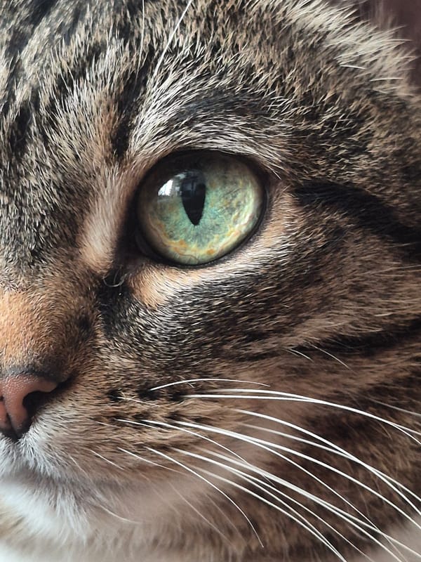 Afternoon in Chaikovsky: playground fun, park selfies, tabby cat