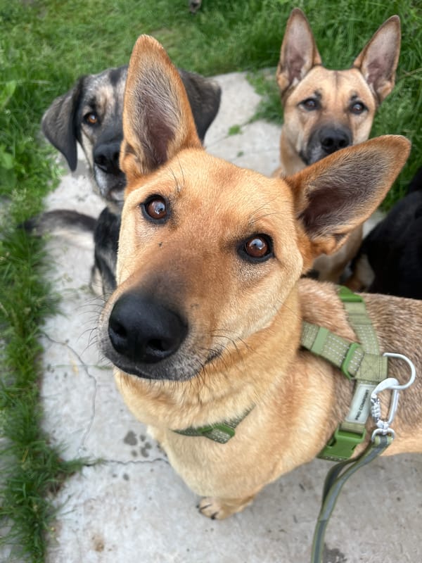 Dogs gather in residential backyards across Nizhny Tagil, Russia