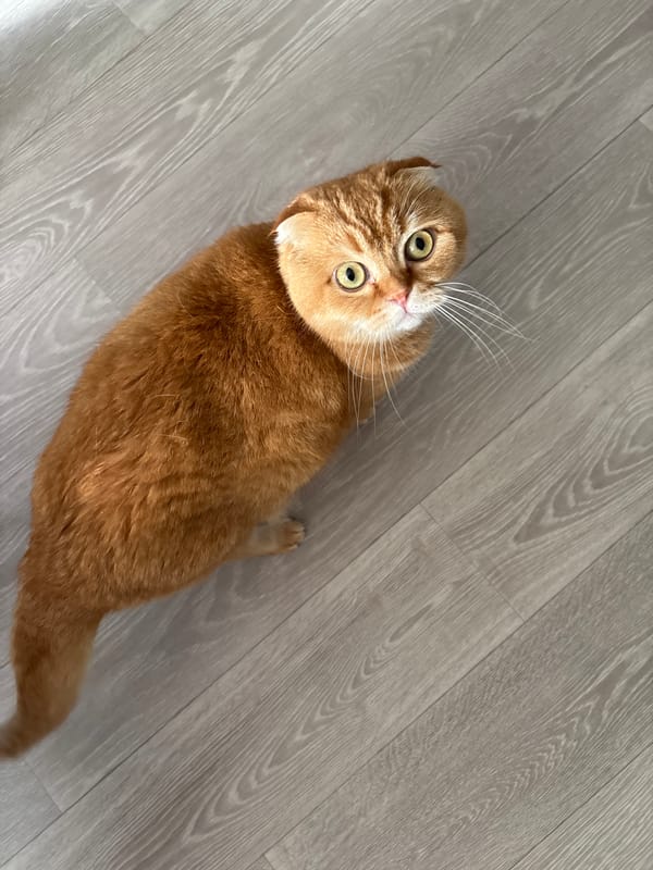 A Scottish Fold cat's lazy afternoon, plus a few random home details