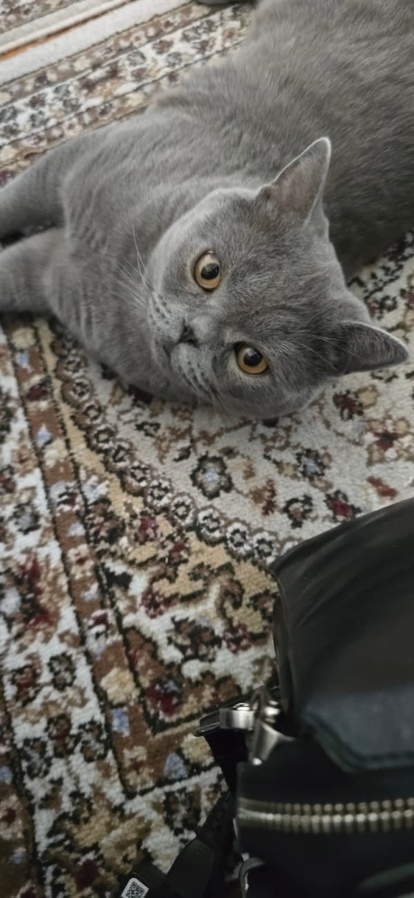 Cats, city views, and everyday interiors from a Bishkek morning