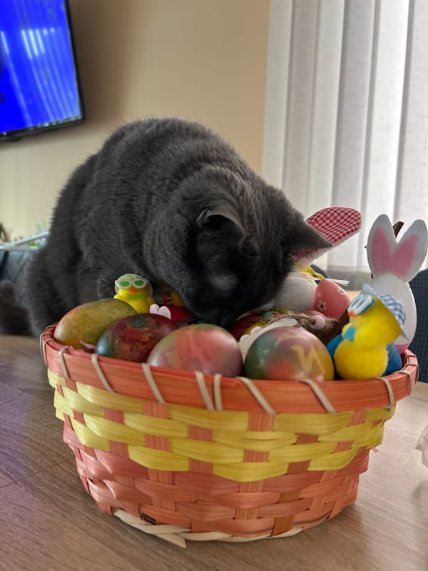Gray cat explores Easter basket in Veliko Tarnovo