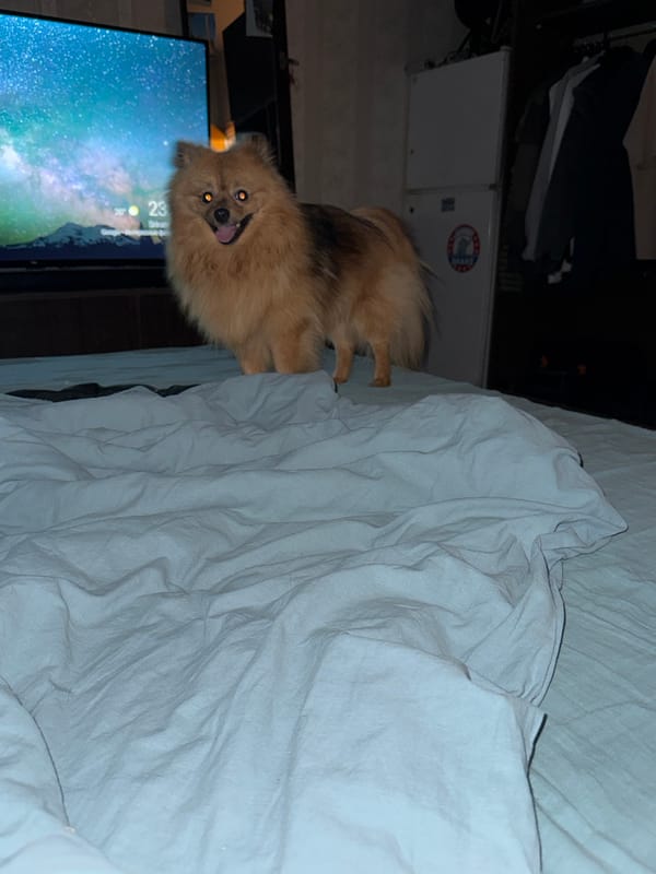 Pomeranian dog spotted in bedroom during evening hours in Khimki