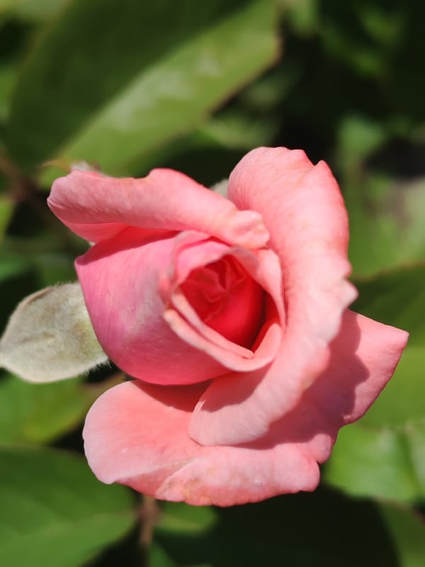 Garden flowers and fruit in close-up, Sabunchu Raion