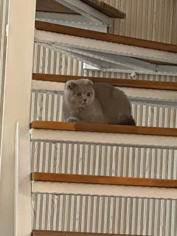 Scottish Fold Cat Spotted Playing Indoors in Shumen, Bulgaria