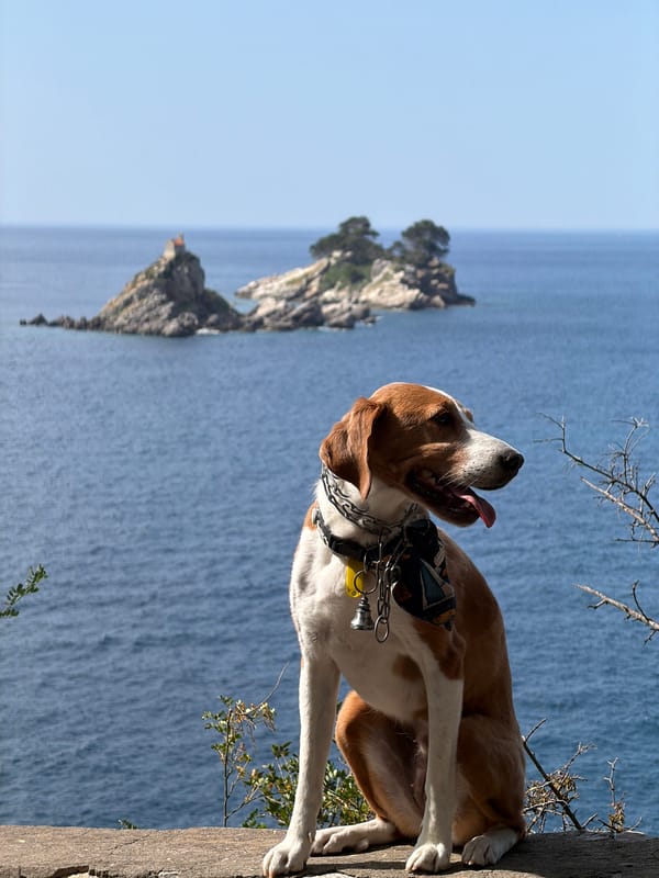 Dog walker captures morning coastal views in Petrovac, Montenegro