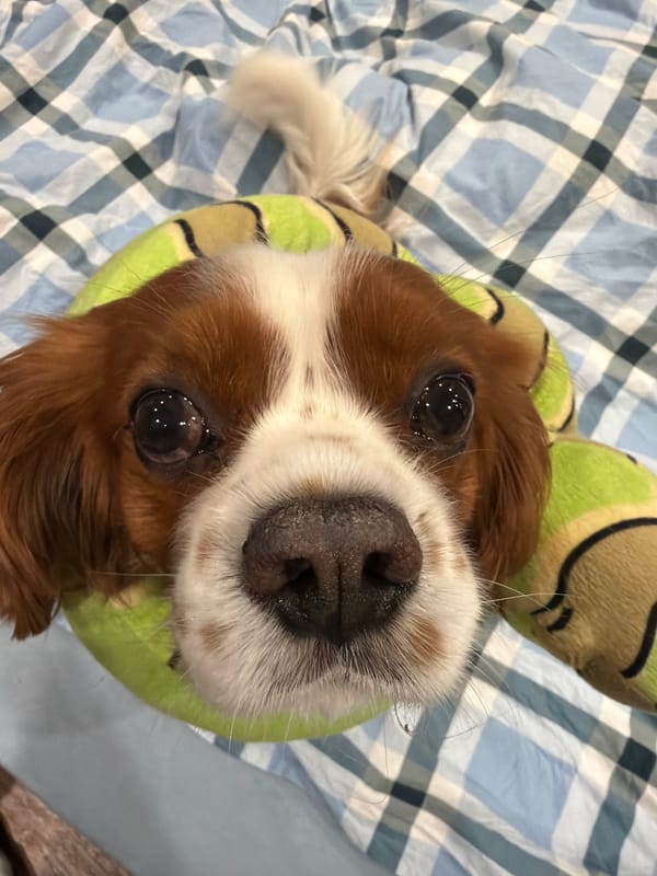 Cavalier King Charles Spaniel rests on cushions in Bansko