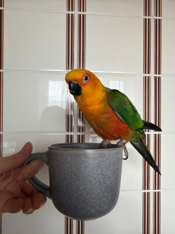 Woman enjoys casual kitchen moments with sun conure parrot