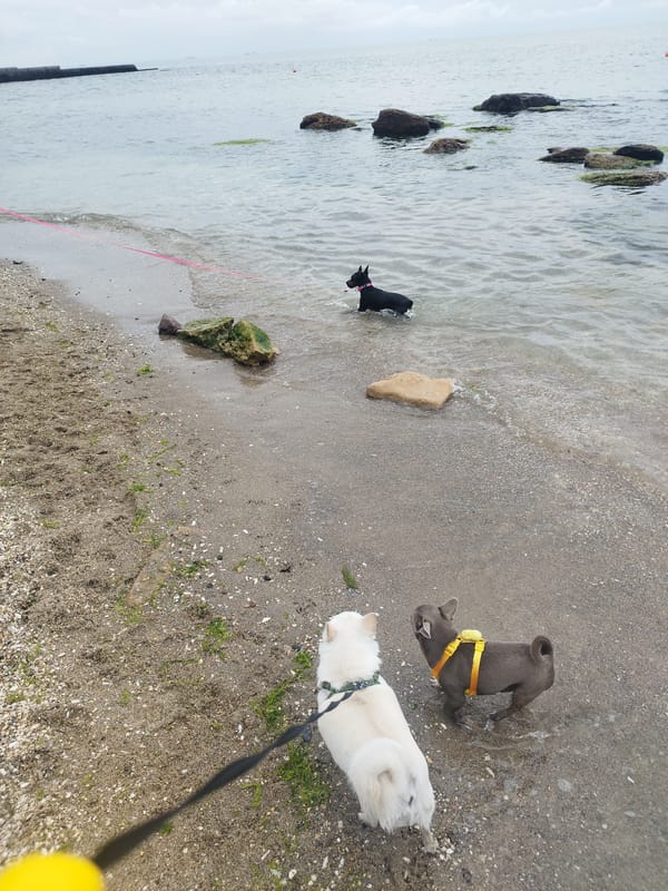 Laid-back summer morning on Odesa's Black Sea shore
