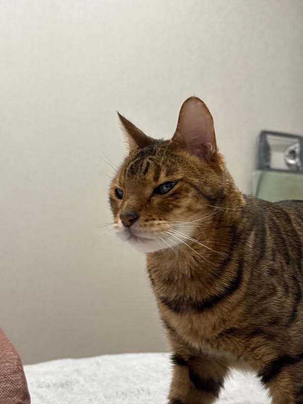 Afternoon spent with tabby cat watching city views