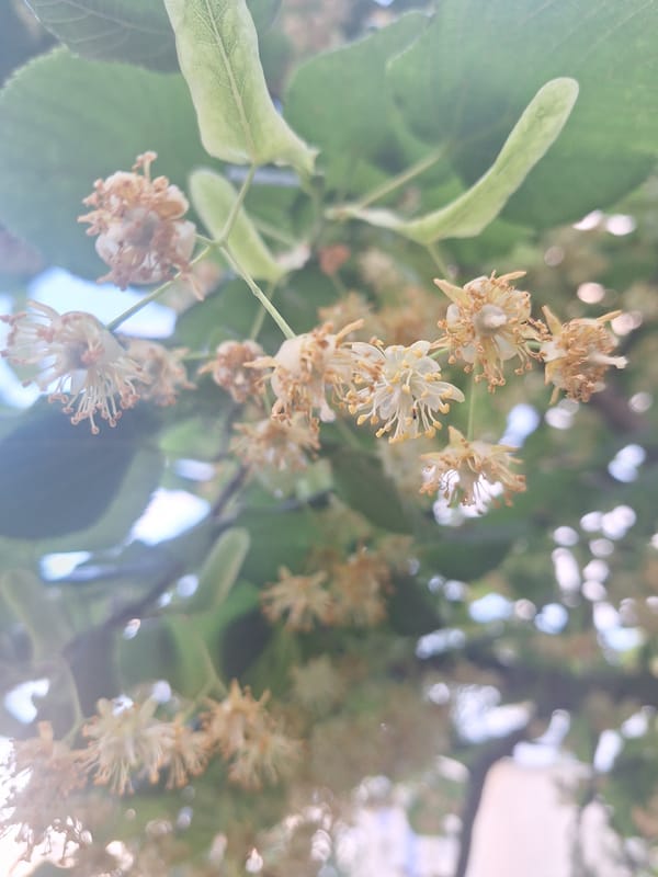 Summer evening in Kapyĺ: streets, flowers, and local details