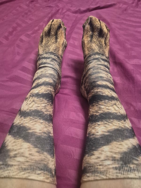 Cat-themed clothing items documented in personal fashion display