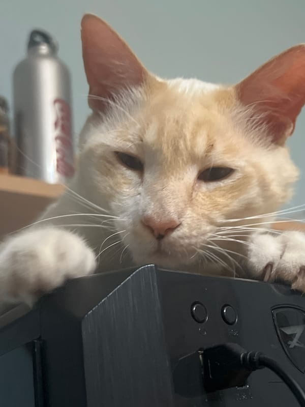 Cat takes over the furniture in a Sochi home